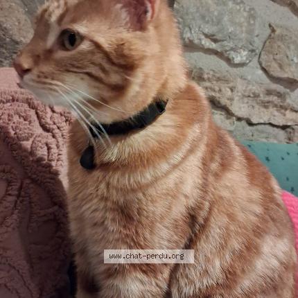 Photo de chat perdu à Burzy