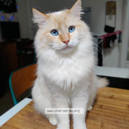 Photo de chat perdu à La Capelle