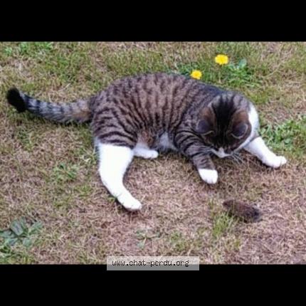 Photo 1/1 Tequila Chat perdu à Mayenne