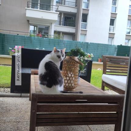 Photo 1/1 Chat retrouvé Perdu à Lognes