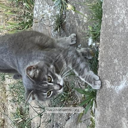 Photo de chat trouvé à Ceyreste