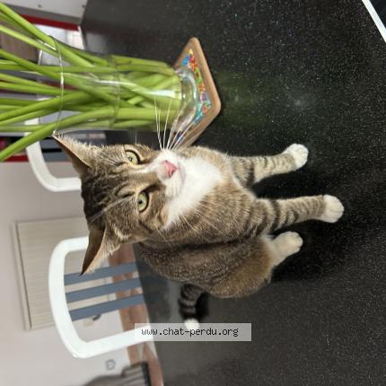 Photo 1/1 Poki Chat perdu à Le mesnil amey