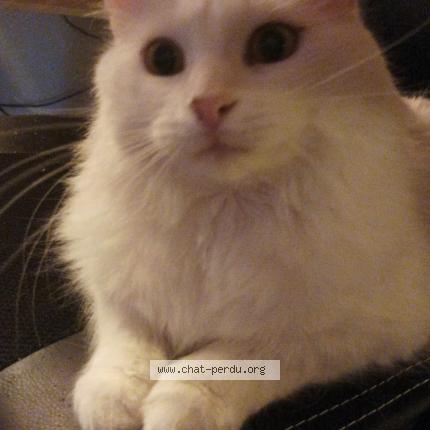 Photo de chat perdu à 82130 Lamothe Capdeville