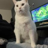 Photo de chat perdu à Mantes La Jolie