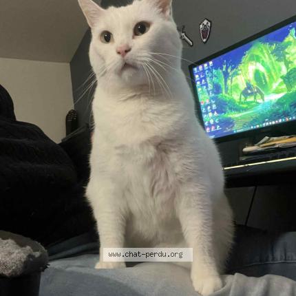 Photo 1/1 Chat retrouvé Perdu à Mantes la jolie