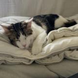 Photo de chat perdu à Guyancourt