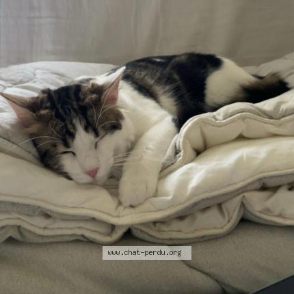 Photo 1/1 Chat retrouvé Perdu à Guyancourt