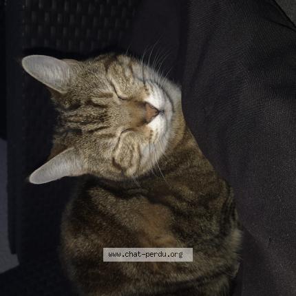 Photo 1/1 Lola Chat perdu à Bublanne