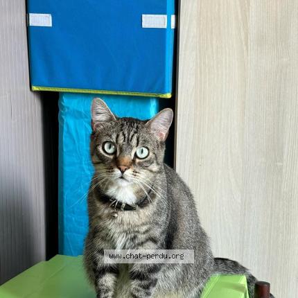 Photo de chat perdu à Limoges