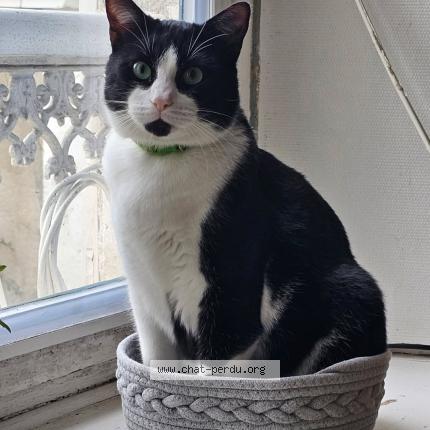 Photo de chat perdu à Mer