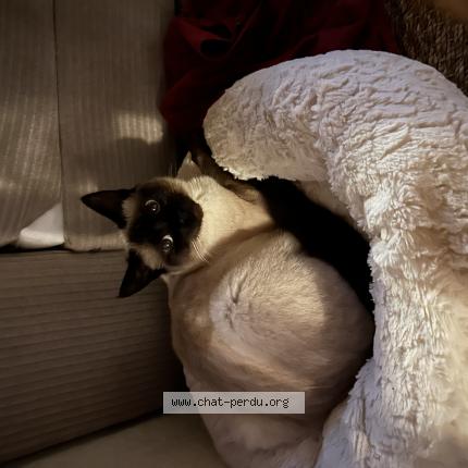 Photo de chat perdu à Portbail
