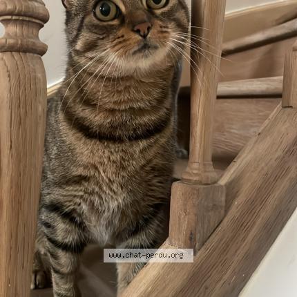 Photo 1/1 Mumu Chat perdu à Amboise