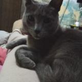 Photo de chat perdu à Montevideo