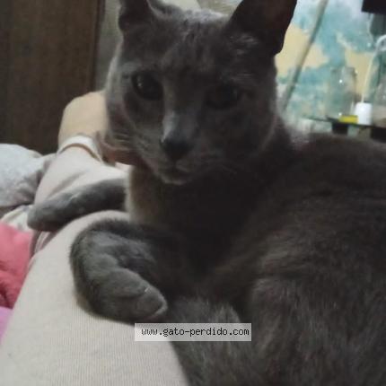 Photo 1/1 Merl&iacute;n Chat perdu à Montevideo
