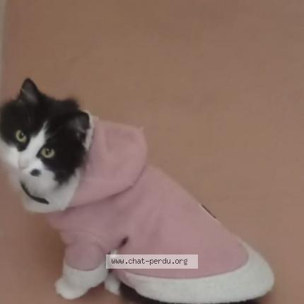 Photo 1/1 Ellie Chat perdu à Freyming merlebach