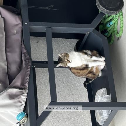 Photo de chat perdu à Verines