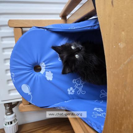 Photo 1/1 Kaiya Chat perdu à Nogent le rotrou