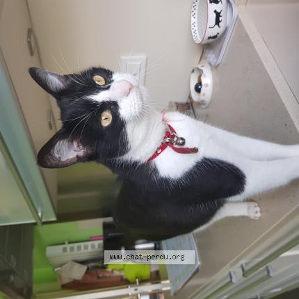 Photo 1/1 Miel Chat perdu à Isle