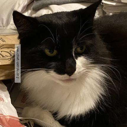 Photo de chat perdu à La Tronche