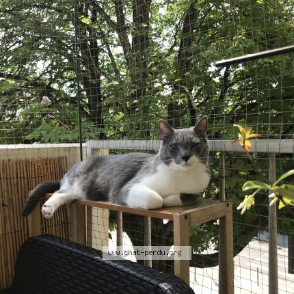 Photo de chat perdu à Villeurbanne