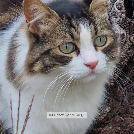 Photo 1/1 Nouchka Chat perdu à Trevoux
