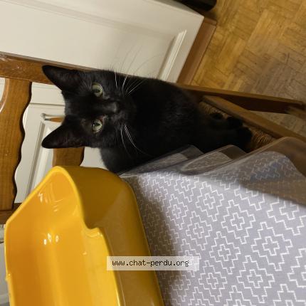 Photo 1/1 Chat retrouvé Perdu à Brest