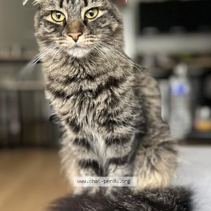 Photo de chat perdu à Vernon