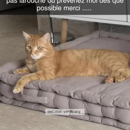 Photo de chat perdu à Arpajon