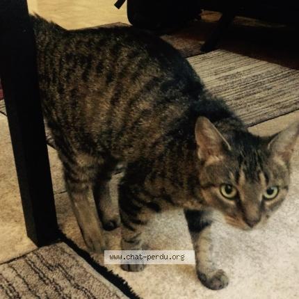 Photo 1/1 Chat retrouvé Perdu à Lamorlaye