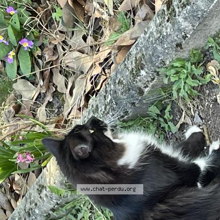 Photo de chat perdu à Montigny Les Cormeilles