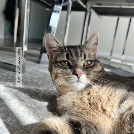 Photo 1/1 Duman patik Chat perdu à Mulhouse