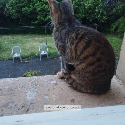 Photo de chat perdu à Eguzon Chantome