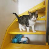 Photo de chat perdu à Feucherolles