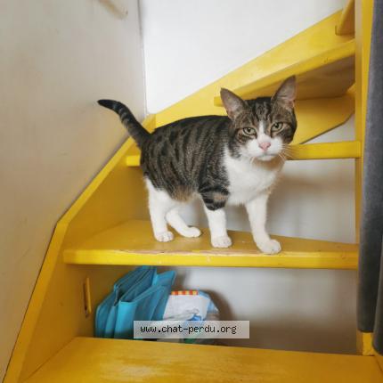 Photo 1/1 Chat retrouvé Perdu à Feucherolles