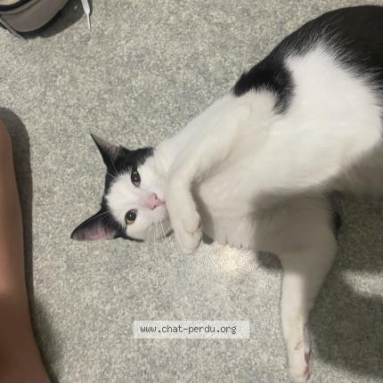 Photo 1/1 Pantoufle Chat perdu à Villenave d ornon