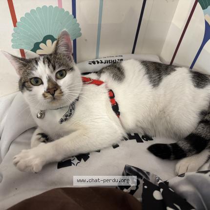 Photo 1/1 Persephone Chat perdu à Clermont ferrand