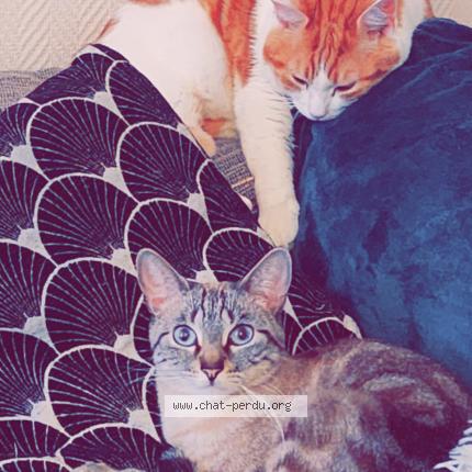 Photo 1/1 Chat retrouvé Perdu à Martigues