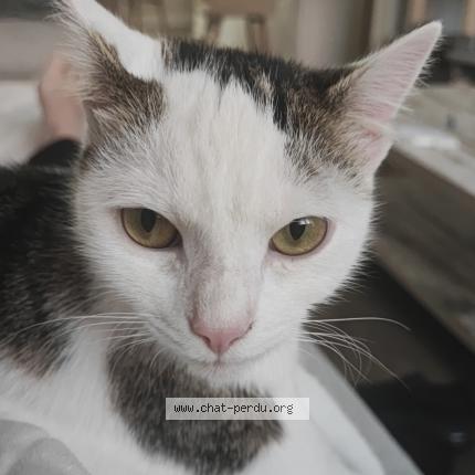Photo 1/1 Chat retrouvé Perdu à Tourcoing