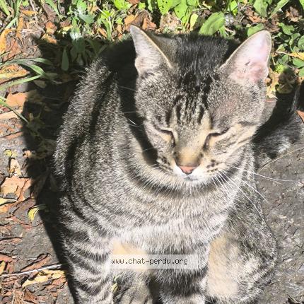 Photo 1/1 Mike Chat perdu à Paris