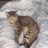 Photo de chat perdu à Bourg En Bresse