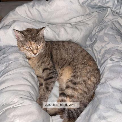 Photo 1/1 Chat retrouvé Perdu à Bourg en bresse