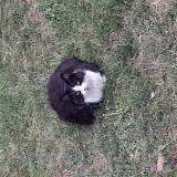 Photo de chat perdu à Ifs