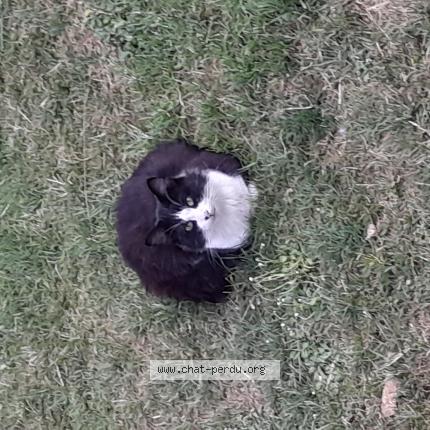 Photo 1/1 Chat retrouvé Perdu à Ifs