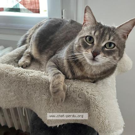 Photo de chat perdu à Lyon