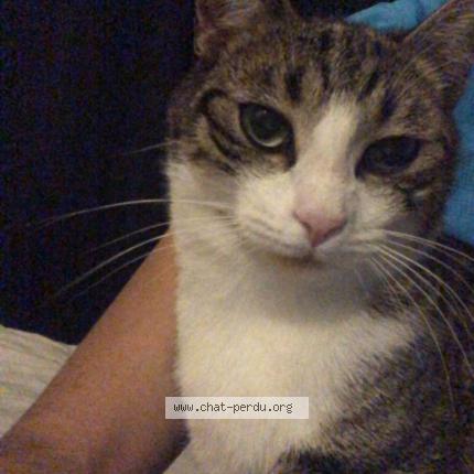 Photo 1/1 Carat Chat perdu à Montauban