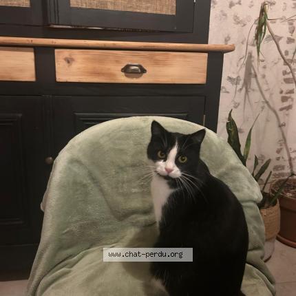 Photo de chat perdu à Mardie