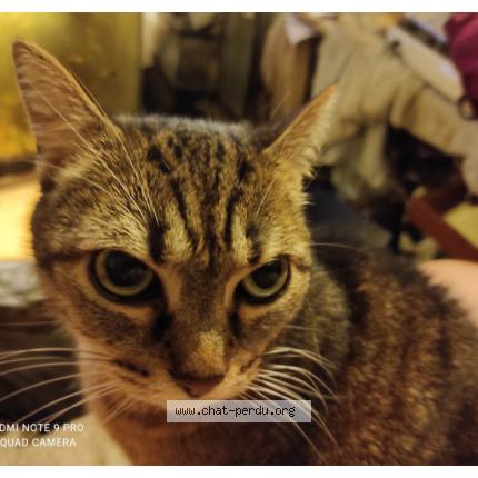 Photo 1/1 Draken Chat perdu à Le havre