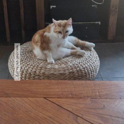 Photo 1/1 Chat retrouvé Perdu à Chazelles Sur Lyon