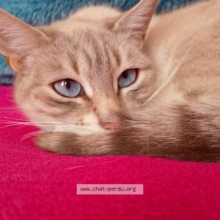 Photo 1/1 Chat retrouvé Perdu à Roanne