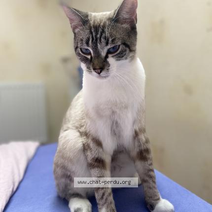 Photo 1/1 Snow Chat perdu à Beauregard vendon